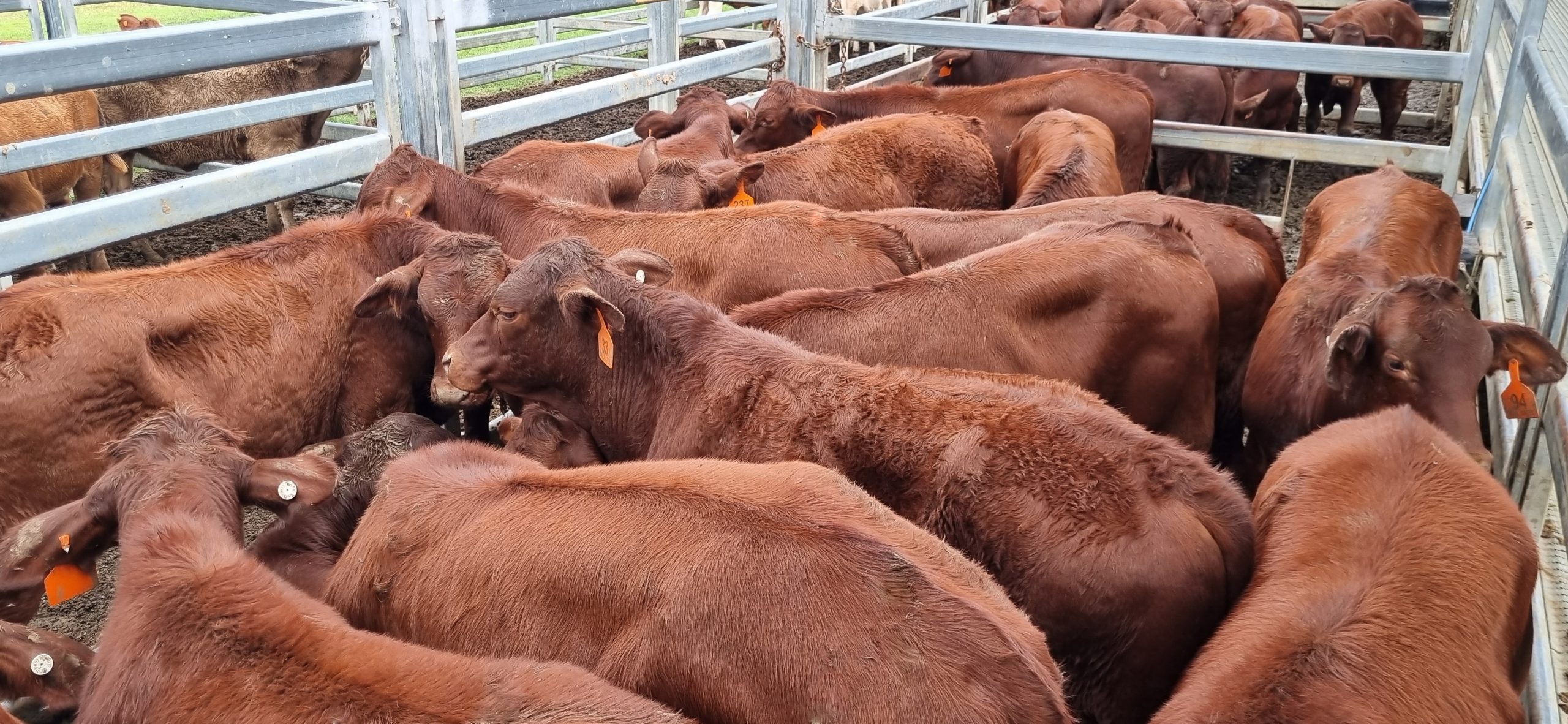 Beaudesert Weaner & Store Sale – 4th May 2024