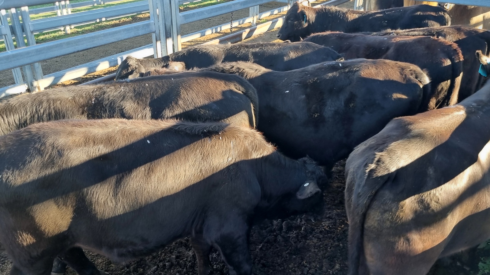 Beaudesert Store Sale – 10th June 2023