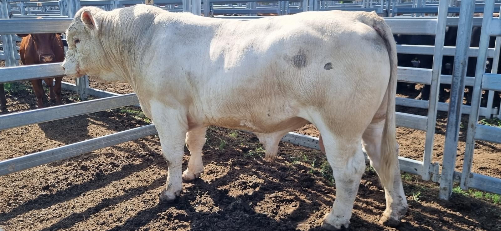 Beaudesert Store Sale – 25th November 2023