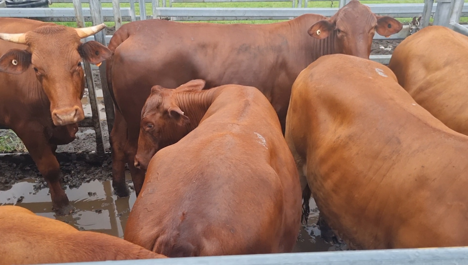 Beaudesert Store Sale – 24th February 2024