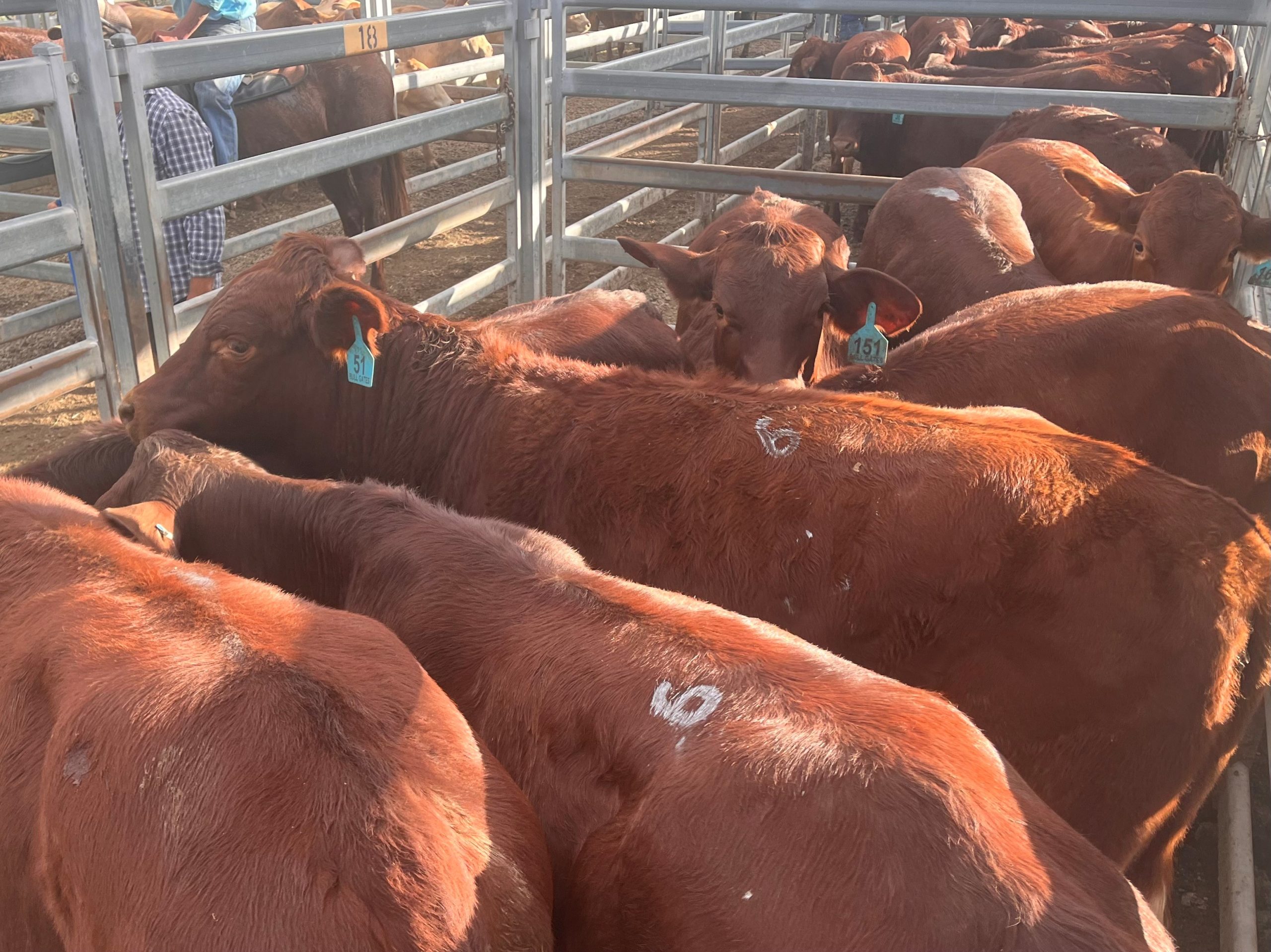 Beaudesert Weaner Sale – 30th April 2022
