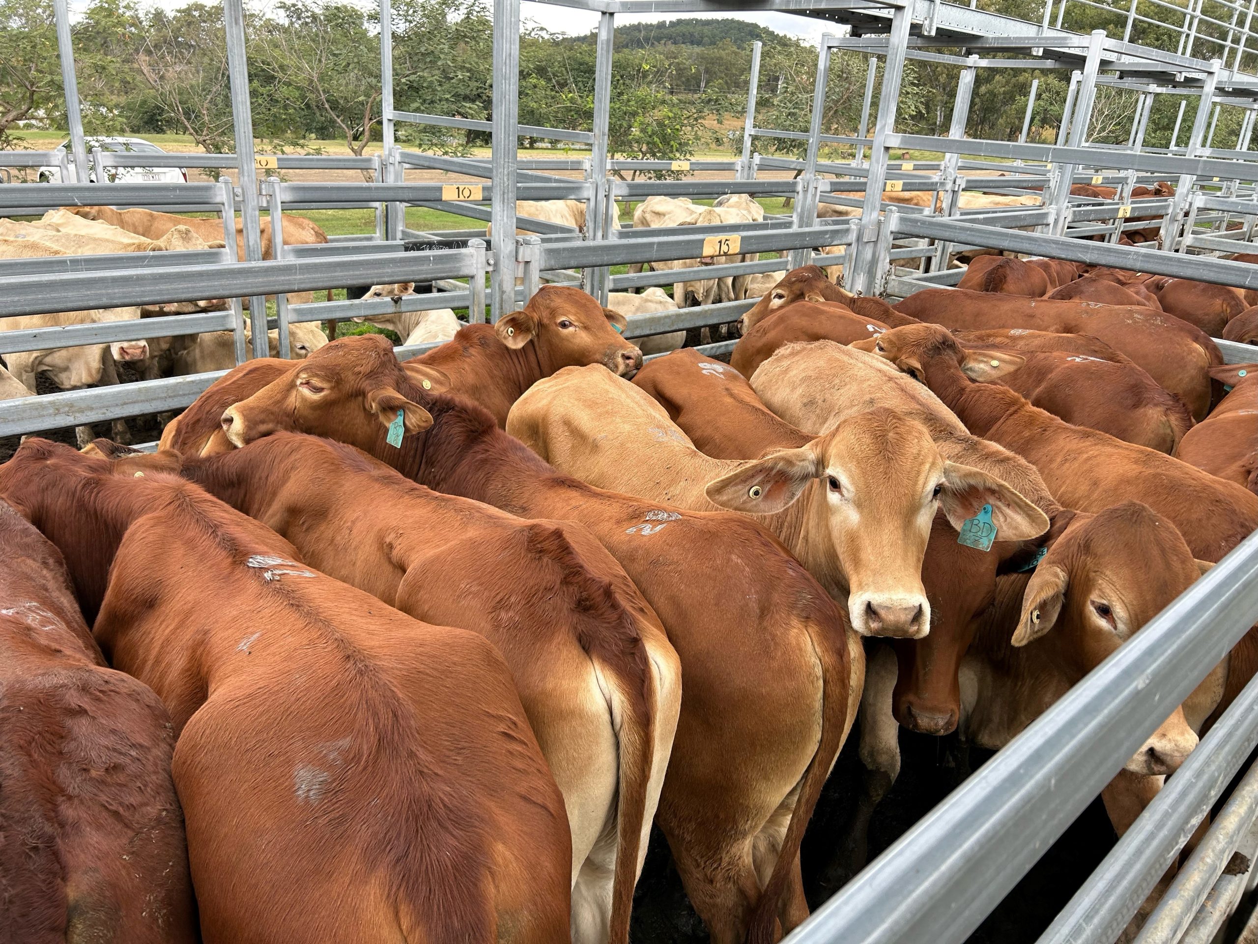 Beaudesert Store Sale – 25th May 2024