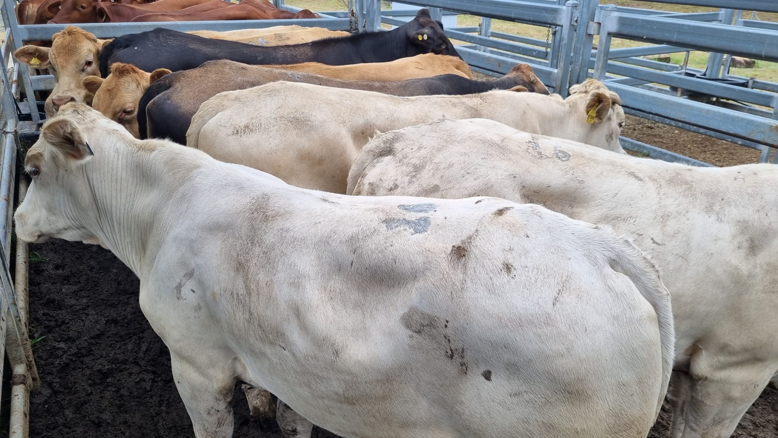 Beaudesert Store Sale – 11th March 2023