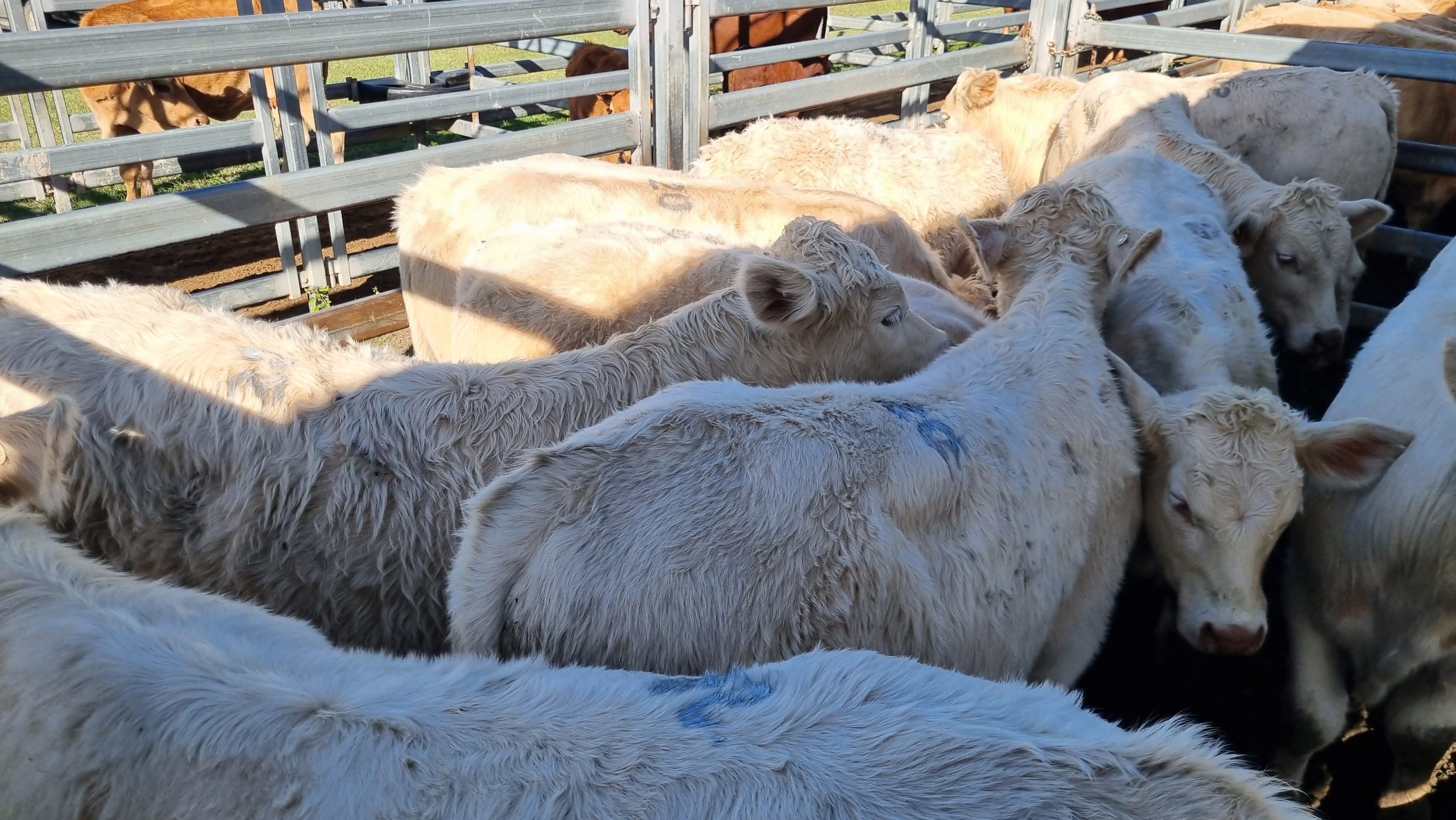 Beaudesert Store Sale – 27th May 2023