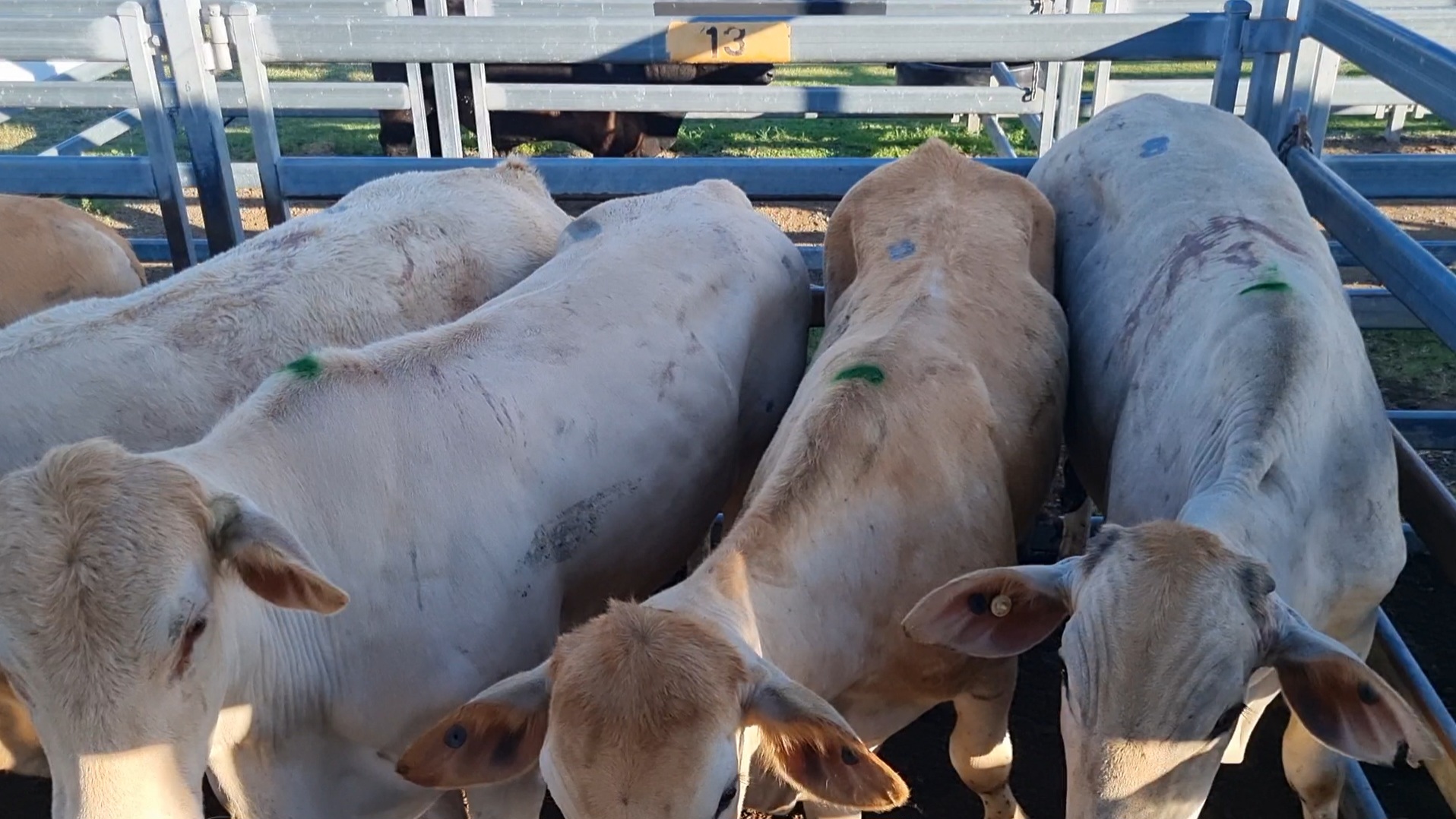 Beaudesert Store Sale – 16th September 2023