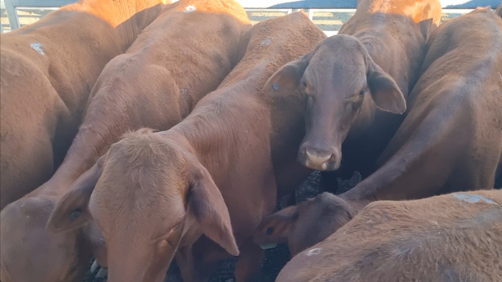 Beaudesert Store Sale – 30th September 2023