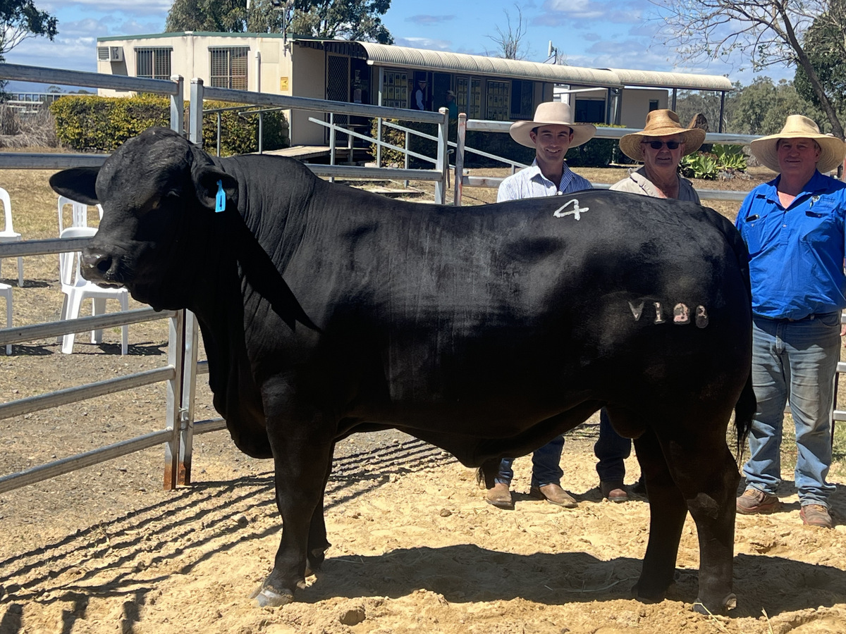 Beaudesert Brangus Bull & Female Sale