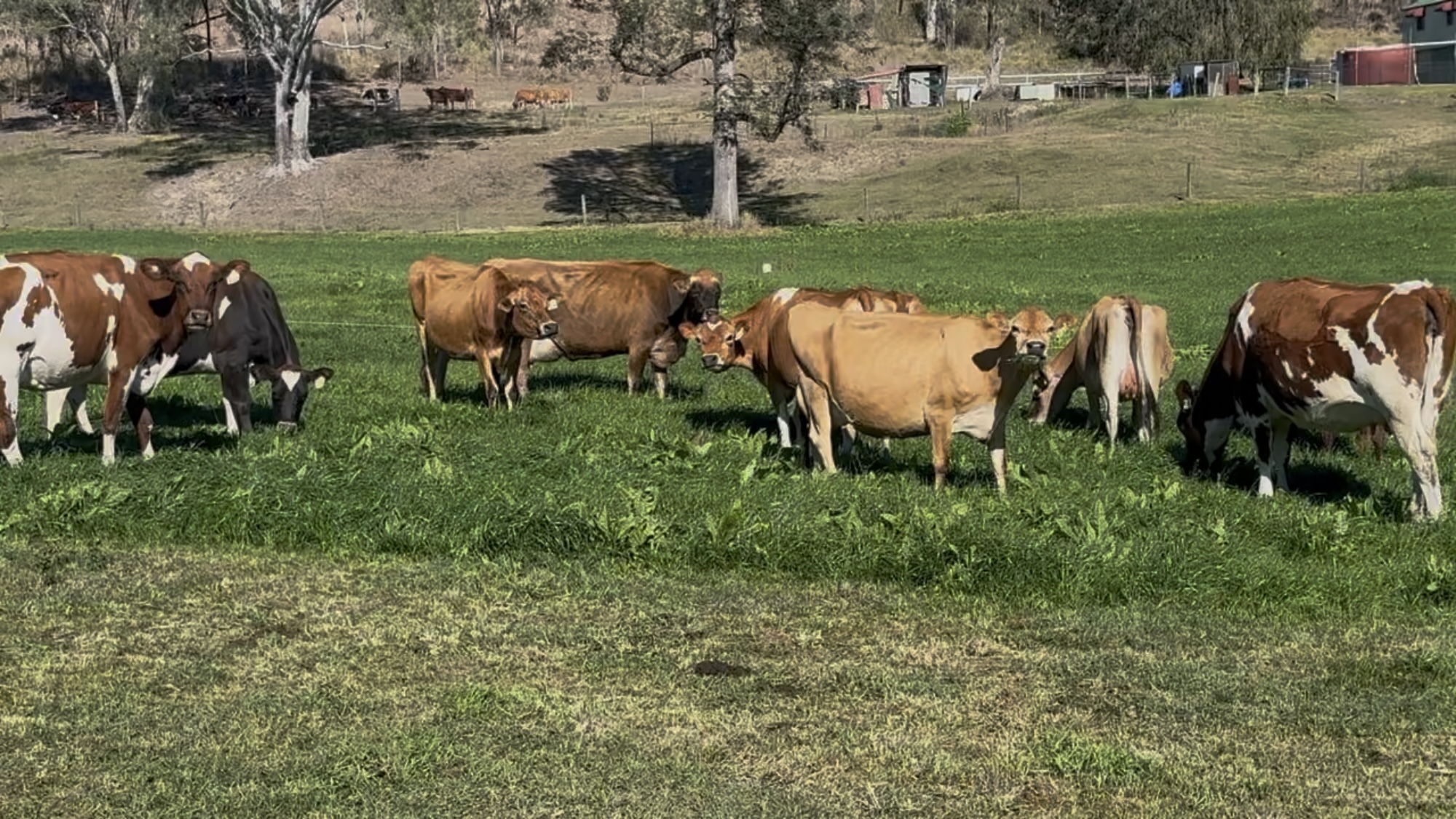 Dairy Herd Dispersal Sale